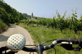 Badischer Weinradweg im Markgrfler Land: Zwischen den Reben radeln und Wein probieren