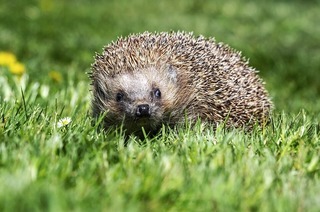 In der kostation Freiburg am Seepark gibt es einen Mitmach-Nachmittag rund um den Igel