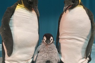 marotte Theater - Pit Pinguin