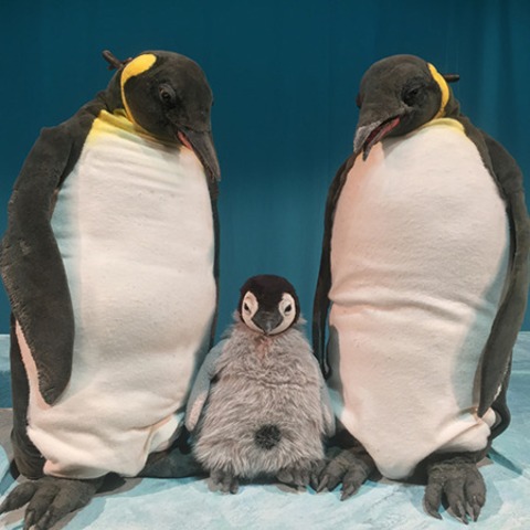 marotte Theater - Pit Pinguin - Freiburg - 26.04.2026 15:00