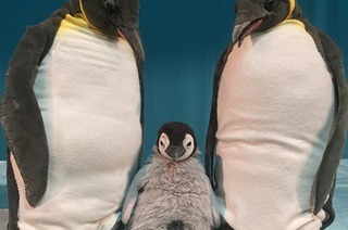 marotte Theater - Pit Pinguin