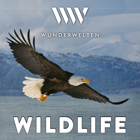 WunderWelten: WildLife - Heidelberg - 03.01.2026 20:00
