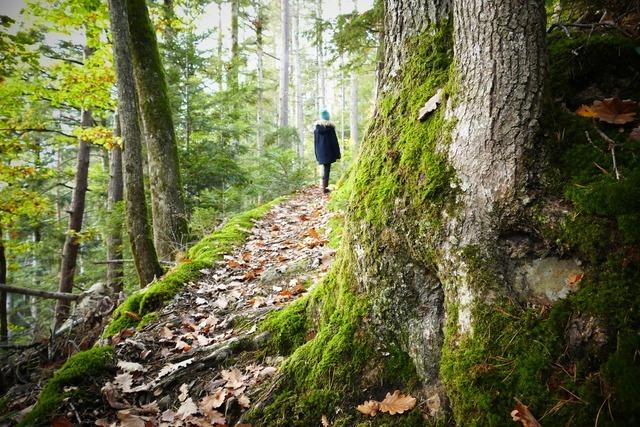 Zauberwald bei Buchenbach