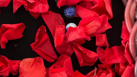 Elischa Kaminer, Angela Wai Nok Hui, Mayah Kadish, Mikolaj Rytowski - strings of love and rage - Frankfurt am Main - 28.11.2025 19:00