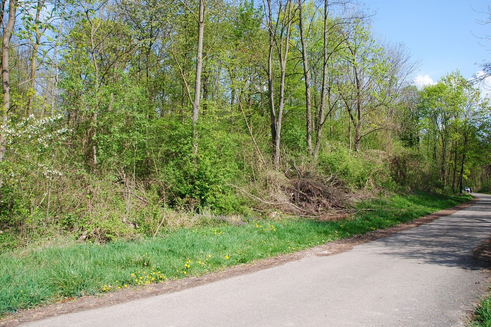 Schachenwald (Wasenweiler) - Ihringen Schachenwald (Wasenweiler) - Ihringen