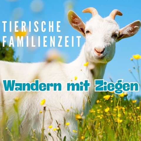 Ziegenwanderung - tierisch gute Familienzeit - Strandbesuch einmal anders-mit Ziegen zum Meer - Zingst - 21.12.2025 13:00