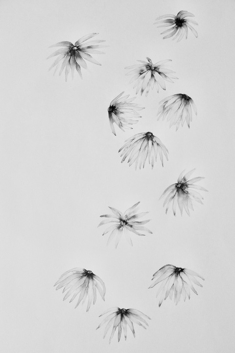Chrysanthema. Sonderausstellung La Fleur Potique. - Lahr - 22.10.2025 11:00
