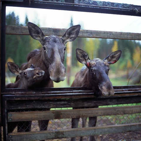 UnRuhestand 2026 - Multimedia Show - Finnland - Storkow - 10.02.2026 15:00