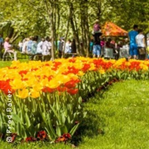 Tulpenfest - LUCKAU - 12.04.2026 10:30