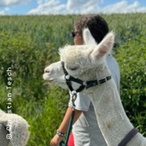 Alpaka-Wanderung in der Weilachm�hle - ALTOM�NSTER/THALHAUSEN - 11.04.2026 10:00