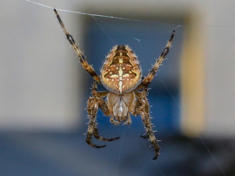 Fix it - Liestal - 04.01.2026 14:00