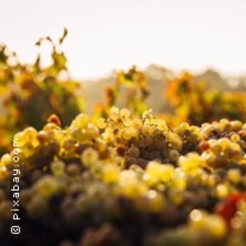 Weinseminar Alkoholfreier Wein - HAMBURG - 26.02.2026 19:00