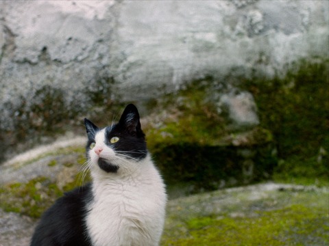 STILLE BEOBACHTER - Braunschweig - 15.11.2025 13:30