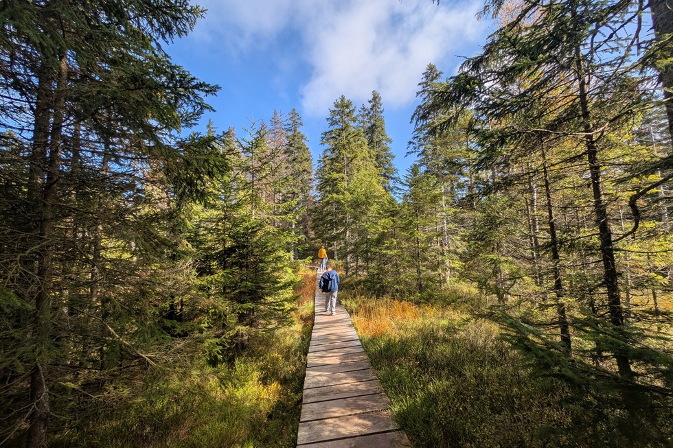 Hirschbdermoor - Sankt Blasien