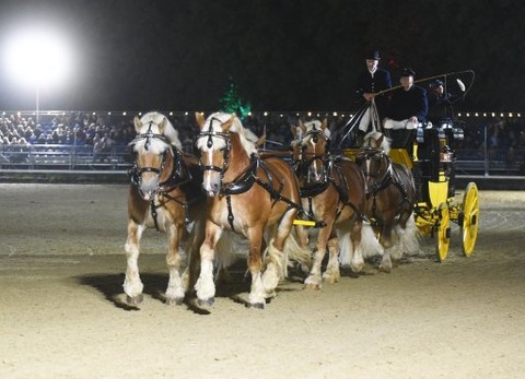 Warendorfer Hengstparaden 2026 - Parade bei Nacht - Warendorf - 26.09.2026 19:00