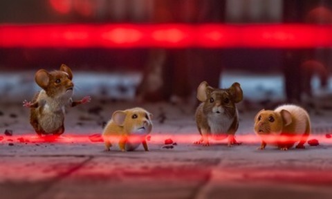 Mission: Musejagd - Chaos unterm Weihnachtsbaum - Rheinfelden - 08.11.2025 15:15