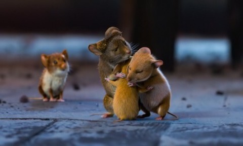 Mission: Musejagd - Chaos unterm Weihnachtsbaum - Weil am Rhein - 06.11.2025 16:15