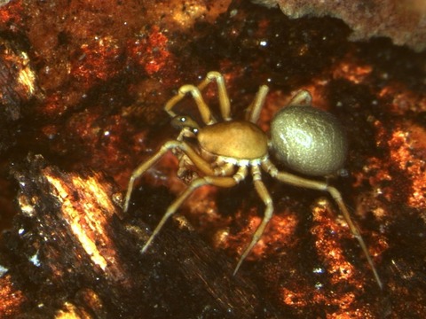 Spinnen - Liestal - 05.05.2026 17:30