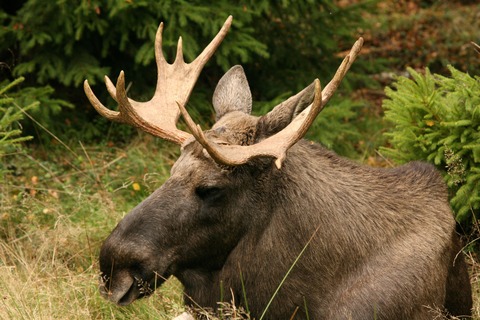 Schweden - FernwehFestival - G�ttingen - 18.01.2026 14:00