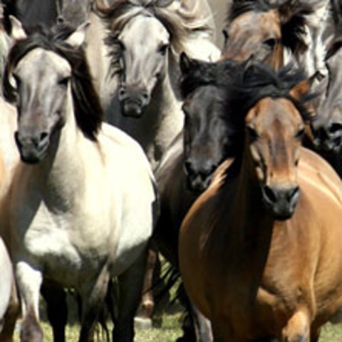 Wildpferdefang 2026 - D�LMEN (MERFELDER BRUCH) - 30.05.2026 13:45