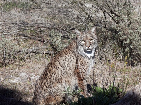 Online: Der iberische Luchs - Feldberg - 20.11.2025 19:30