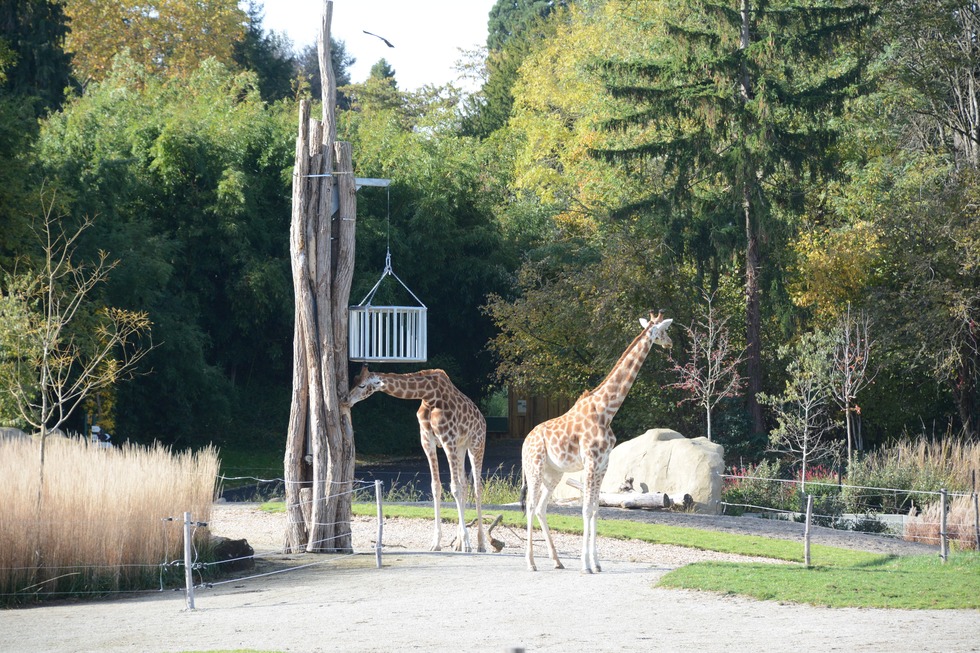 Zoo Mulhouse - Mulhouse (F)