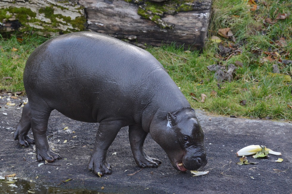 Zoo Mulhouse - Mulhouse (F)