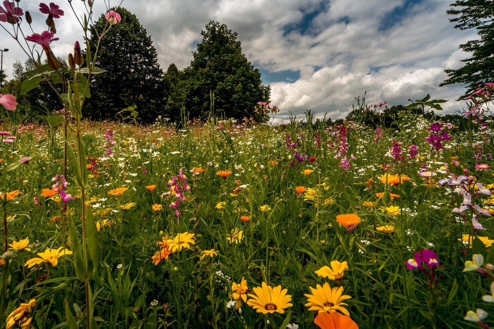 Stadtpark - Denzlingen