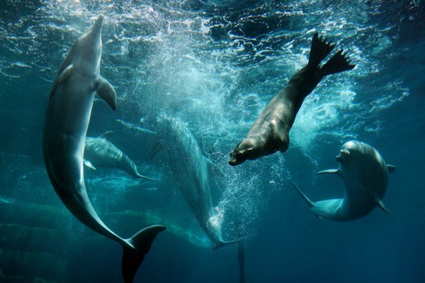 &#8222;Artenschutz fr die Zukunft&#8220; - Blauer Salon, Delphinlagune Salon - &#8222;Berichte aus dem Garten Eden&#8220; mit 4-Gnge Men und Getrnken - Nrnberg - 19.03.2026 18:30