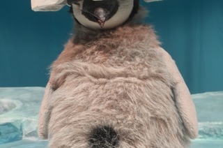 Pit Pinguin (ab 3 Jahren)