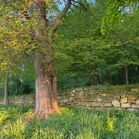 WaldZeit - Halberstadt - 09.05.2026 10:00