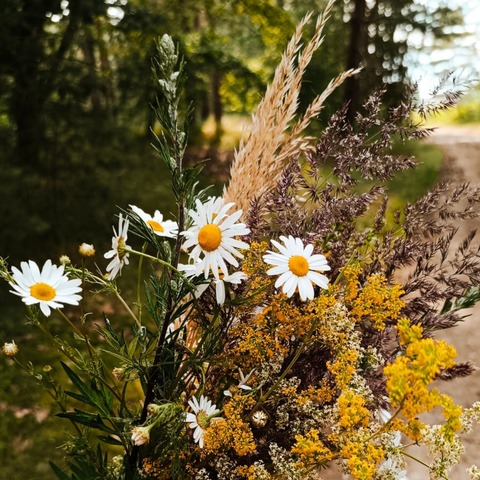 R�ucherkr�uterwanderung - Kr�uter zum R�uchern entdecken und sammeln - Langenstein - 05.06.2026 16:00