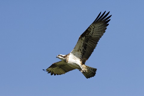 Adlersafari-Radtour - im Revier von See- und Fischadler - Waren - 02.09.2026 10:00