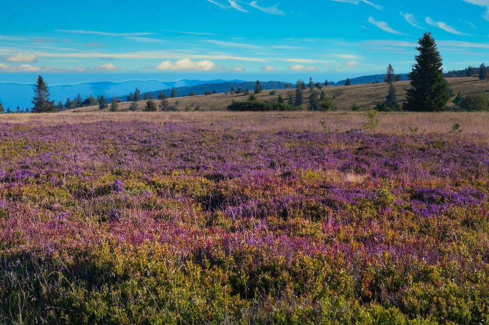 Champ du Feu - Bellefosse