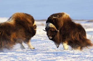 Der renommierte Naturfotograf und Tierfilmer Florian Schulz ist in Mnchenstein zu Gast