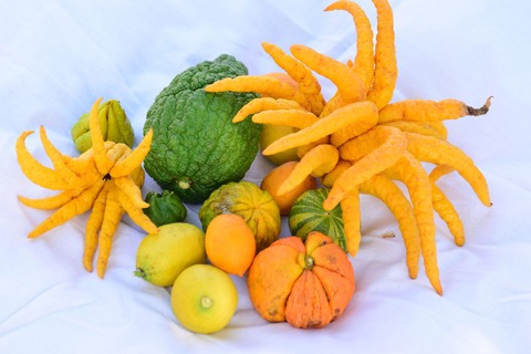 Geschmack der Citrus - Neuzelle - 25.05.2026 14:00