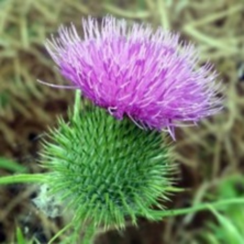 Whisky-Tasting Schottland - TAUCHA - 28.02.2026 19:00