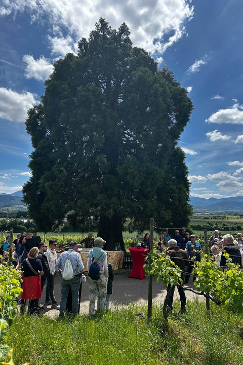 Kulinarische Weinwanderung auf dem Bad Krozinger Rebberg - Bad Krozingen - 03.10.2026 12:30