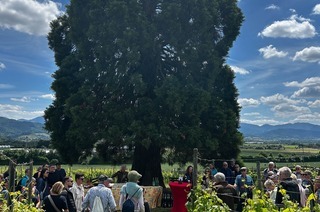 Kulinarische Weinwanderung auf dem Bad Krozinger Rebberg