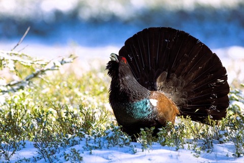 Das Auerhuhn - Freiburg - 14.12.2025 14:00