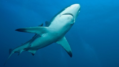 Abgetaucht - Teltow - 12.03.2026 19:30