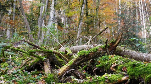 Unterwegs im Bannwald Untereck - Albstadt-Laufen - 28.06.2026 13:30