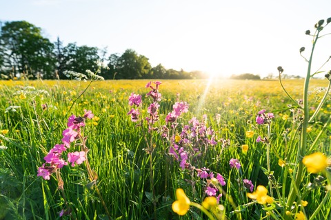 Albtypisches und Burgblick - Albstadt-Pfeffingen - 07.06.2026 13:30