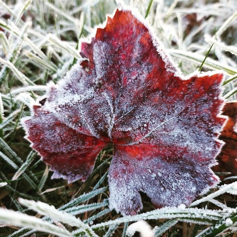 WeinWinterliches Ro�wag - Vaihingen an der Enz - 18.01.2026 14:00