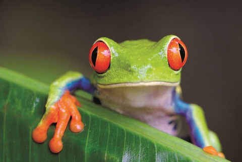 COSTA RICA - Marburg - 17.01.2026 16:00