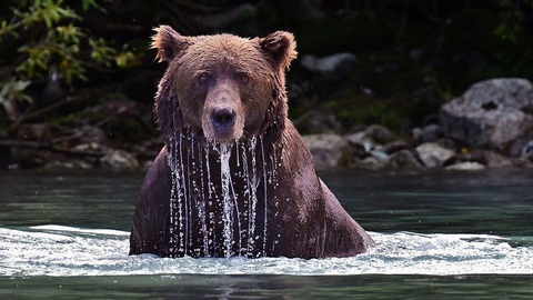 IN DER WILDNIS KANADAS UND ALASKAS - Marburg - 18.01.2026 11:00