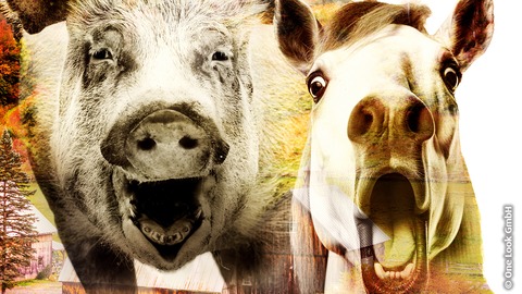 Farm der Tiere - Das Musical - Emden - 24.02.2026 19:30