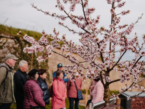 Drkheims grnes Herz - Bad Drkheim - 20.03.2026 15:30