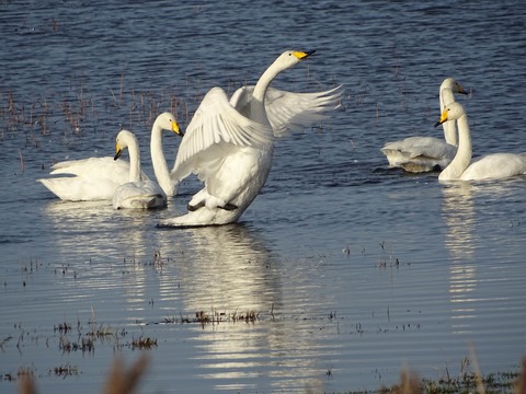 Neujahrswanderung auf dem Boddendeich - Zingst - 01.01.2026 13:00