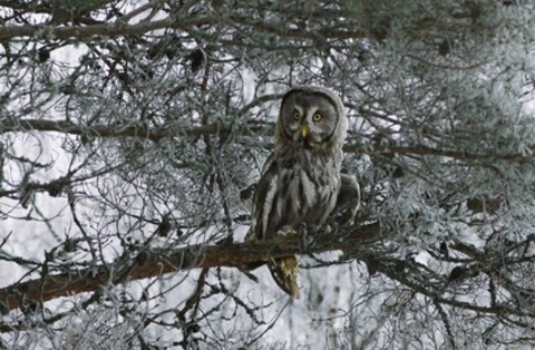 Weihnachten im Zaubereulenwald - Bad Krozingen - 24.12.2025 15:00